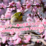 白梅や紅梅が咲き誇る！石橋文化センター春の花まつり2016「梅まつり」