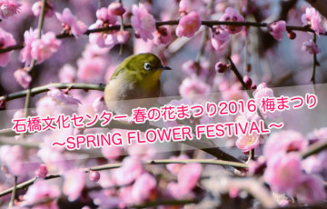白梅や紅梅が咲き誇る！石橋文化センター春の花まつり2016「梅まつり」