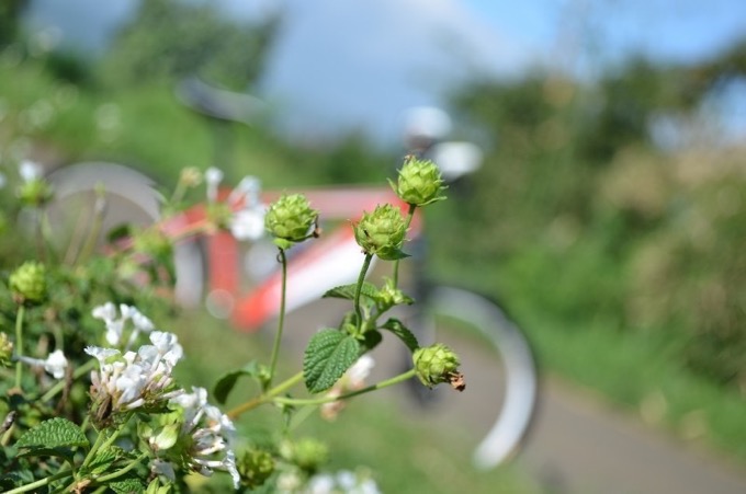 第35回くるめ緑の祭典「緑のサイクリング」筑後川サイクリングロードで楽しもう！