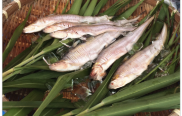 第13回 城島エツ祭 6月26日開催！貴重な希少な魚 エツが食べられる！