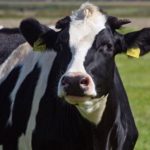 春の乳牛コンテスト「第30回久留米スプリングショー 」牛乳の無料配布やロールラップへの落書き体験