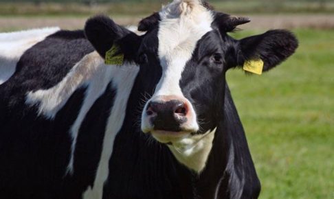 春の乳牛コンテスト「第30回久留米スプリングショー 」牛乳の無料配布やロールラップへの落書き体験