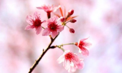 約200本の桜が咲き誇る『第6回 城島町民の森公園桜まつり』
