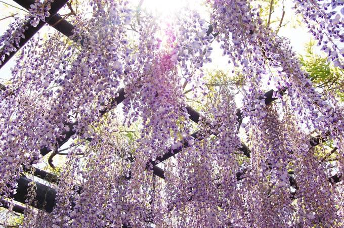 樹齢約620年！極上の美しさ「八女黒木大藤まつり」開催