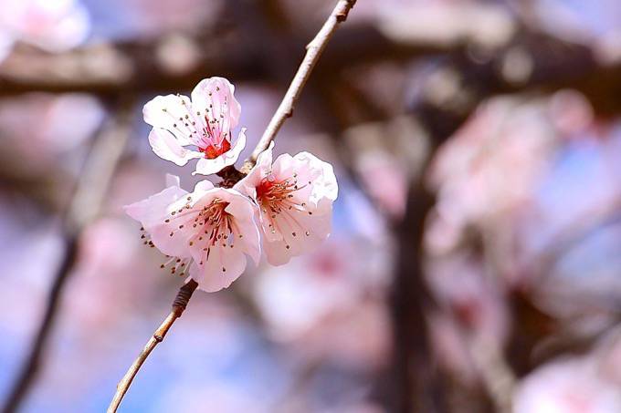 満開はいつ！？福岡県久留米市のサクラ開花状況・情報はここで決まり！