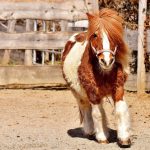 シュロアモール筑紫野に動物園がやってくる！体験乗馬・動物ふれあい体験