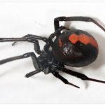 久留米市でセアカゴケグモが発見される 特定外来生物の毒グモ