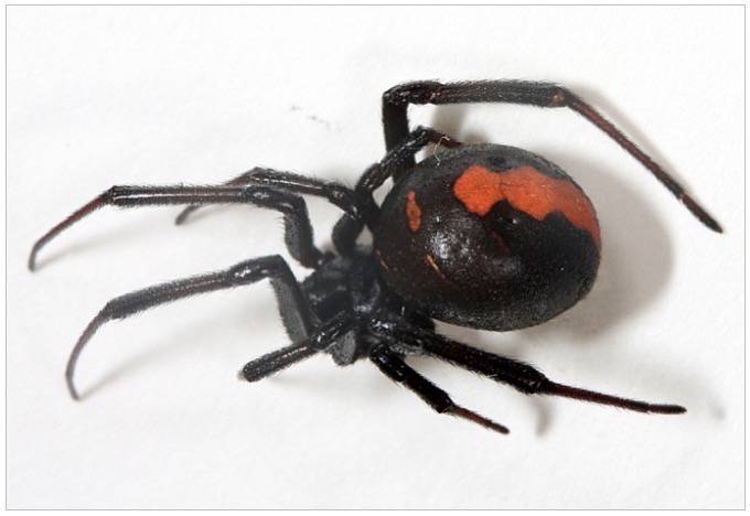 久留米市でセアカゴケグモが発見される 特定外来生物の毒グモ