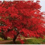 柳坂ハゼ祭り 県の天然記念物 約200本ハゼが紅葉！並木道が歩行者天国に！