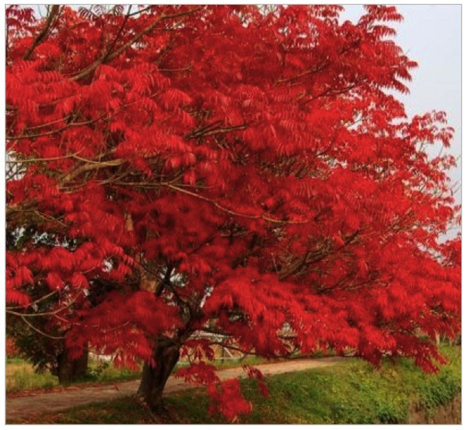 柳坂ハゼ祭り 県の天然記念物 約200本ハゼが紅葉！並木道が歩行者天国に！