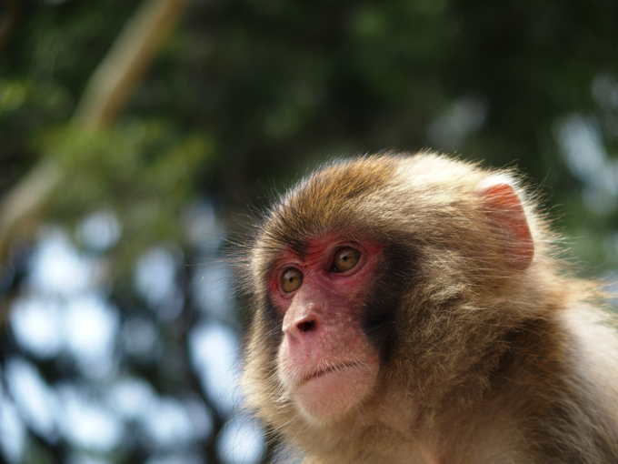 福岡県八女市本町付近で猿が出没 不用意に近づかないように注意 久留米ファン