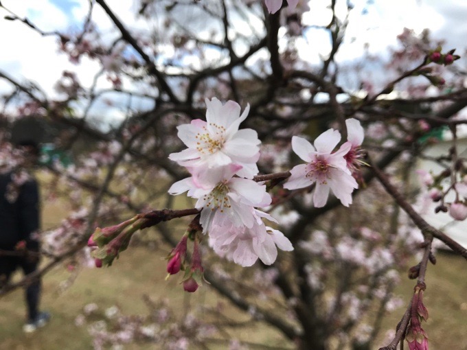 え！？こんな11月に！筑後広域公園で秋に咲く桜