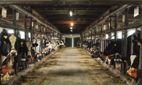 乳牛コンテスト 福岡県内より選ばれたホルスタインが一堂に集結