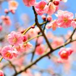 久留米市 梅林寺外苑の梅 約30種500本の梅が咲き誇る【梅の名所】
