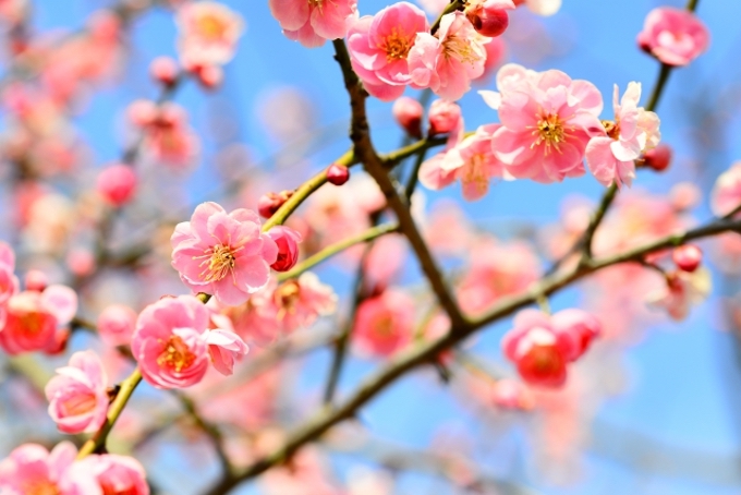 久留米市 梅林寺外苑の梅 約30種500本の梅が咲き誇る【梅の名所】