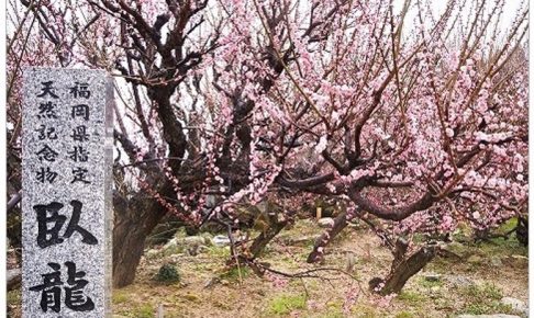大牟田市 普光寺 臥龍梅（がりゅうばい）樹齢450年余 八重咲きの紅梅