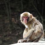 福岡県八女市長野 大型の猿が出没！近づかないよう注意