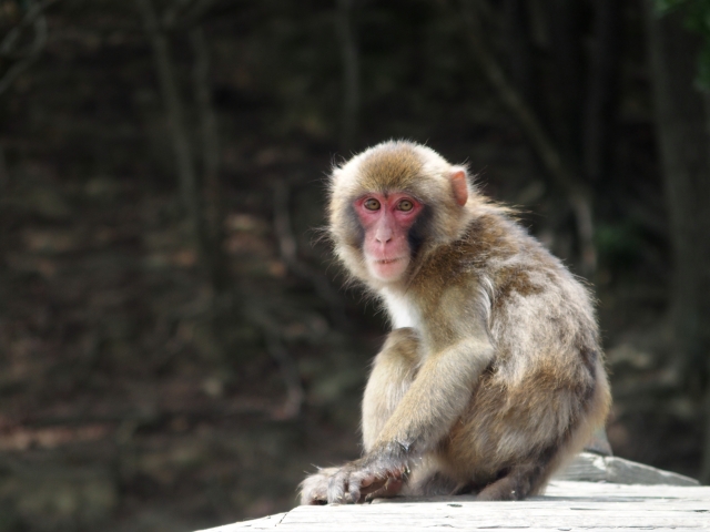 福岡県八女市長野 大型の猿が出没！近づかないよう注意