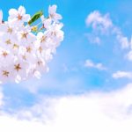 石橋文化センター 約150本の桜が咲き誇る「春の花まつり2018 SAKURAまつり」