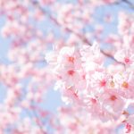 久留米市荒木町「鷲塚公園 桜まつり」約150本 夜桜も楽しめる