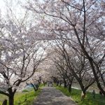 うきは市「桜名所とさくら祭りまとめ」約2キロ続く流川桜並木