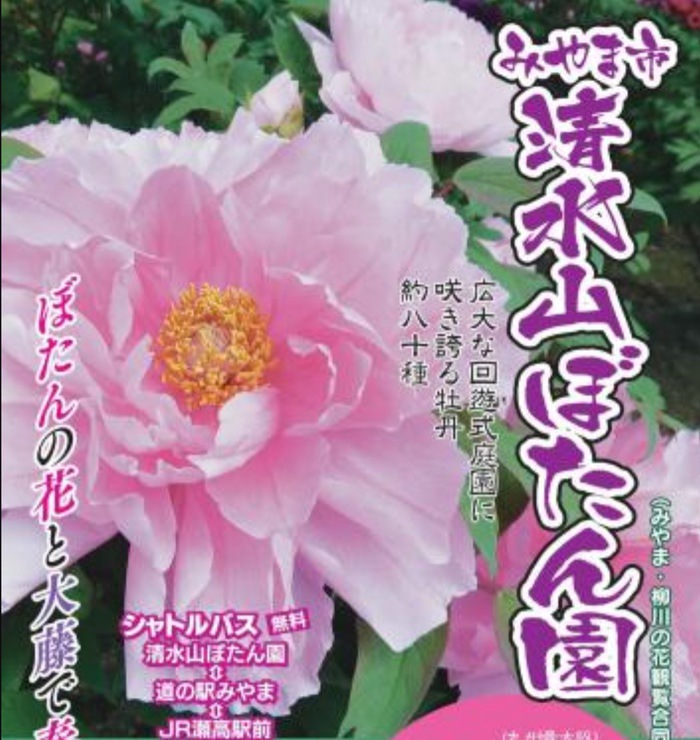 「清水山ぼたん園」九州最大級の広さ、約80種の牡丹が咲き誇る【みやま市】