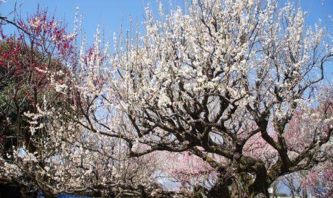 久留米市 梅林寺外苑の梅を見てきました！境内は梅の香りで包まれる