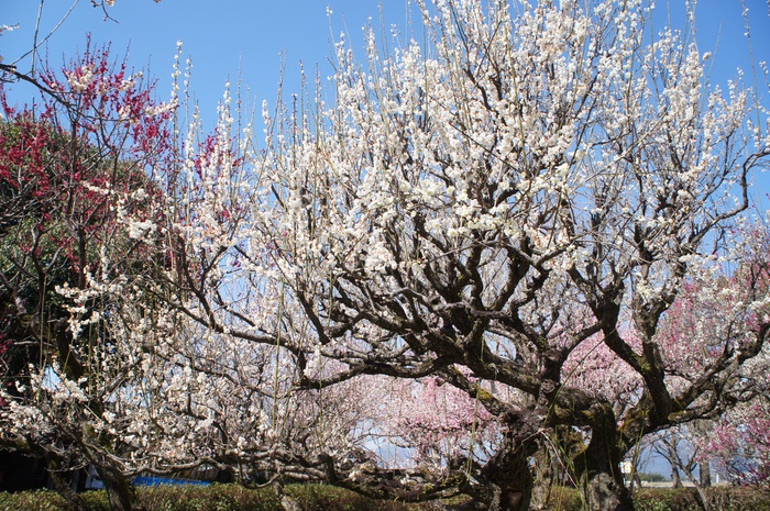 久留米市 梅林寺外苑の梅を見てきました！境内は梅の香りで包まれる