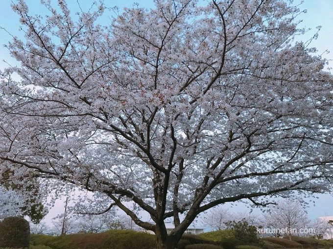 久留米百年公園の桜