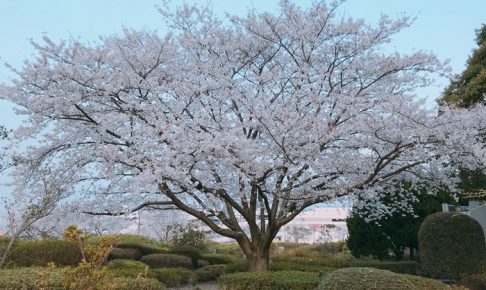 久留米百年公園の桜を見に訪れました。約200本の桜にうっとり