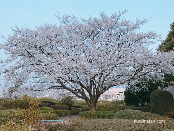 久留米百年公園の桜を見に訪れました。約200本の桜にうっとり