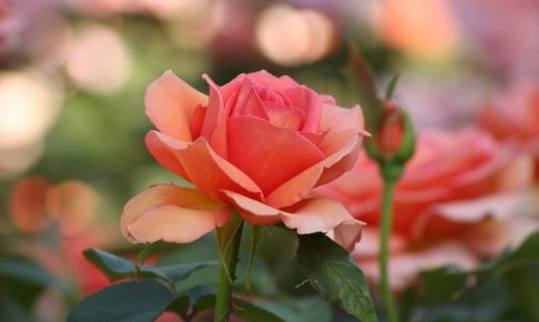 「石橋文化センター春のバラフェア2018」400品種2600株の薔薇
