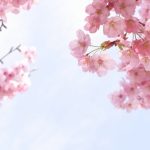 城島町民の森公園桜まつり 約200本の桜！ステージで踊りや歌を開催