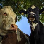 春の乳牛コンテスト「久留米スプリングショー」牛乳の無料配布・ロールラップへ落書き体験