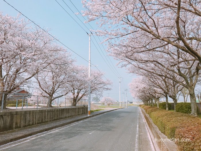 久留米市南部浄化センター 桜並木へ訪れた 花見期間中は一般開放【開花状況】