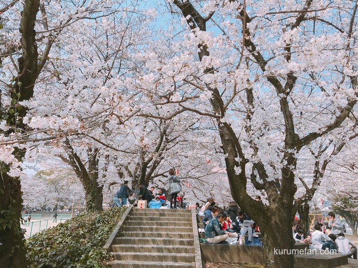 小頭町公園、久留米城跡、鷲塚公園の桜を花見！【久留米市花見巡り】