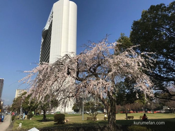 久留米市役所側の両替町公園にある「しだれ桜」