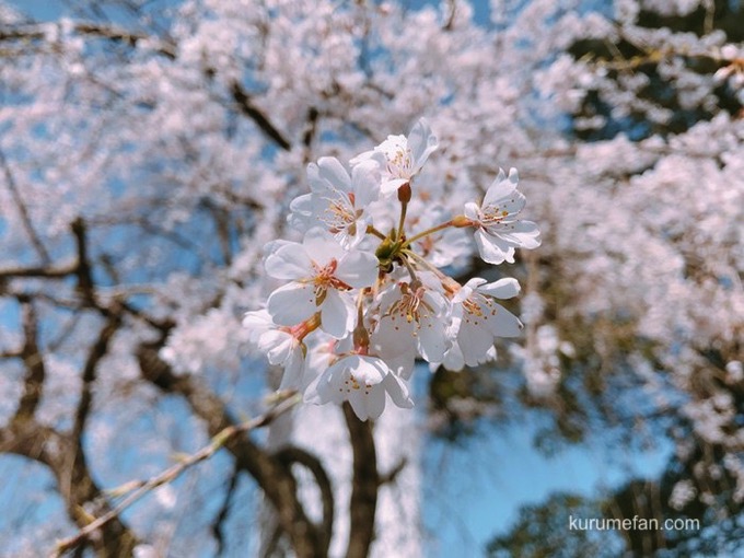 久留米市役所側の両替町公園にある「しだれ桜」