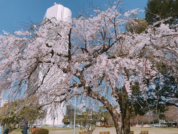 久留米市役所前 しだれ桜が満開！花が流れ落ちるように咲き誇る【両替町公園】