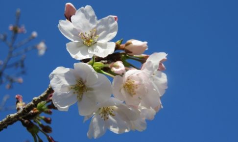 福岡管区気象台 福岡の桜（そめいよしの）の開花を発表！昨年より6日早い開花