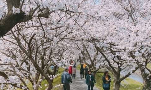 うきは市 流川桜並木と浮羽稲荷神社へ行ってきた！2kmに1000本の桜並木に圧巻！