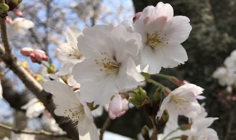 八女市 桜祭りまとめ 黒木・やべ・上陽のサクラ！ライトアップも！