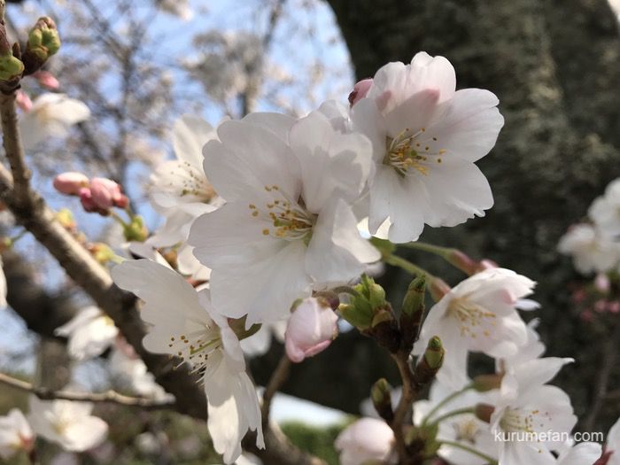 八女市 桜祭りまとめ 黒木・やべ・上陽のサクラ！ライトアップも！