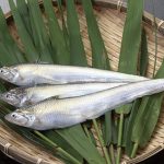 エツ漁解禁「エツ感謝祭」国内では有明海にのみ生息する希少な魚
