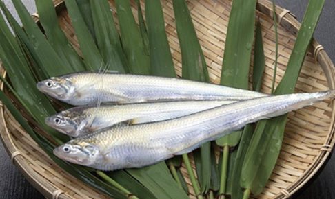 エツ漁解禁「エツ感謝祭」国内では有明海にのみ生息する希少な魚