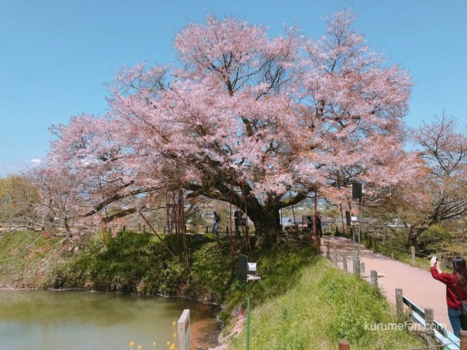 久留米市 浅井の一本桜 樹齢約100年 地元に愛され守られるヤマザクラを見てきた 久留米ファン