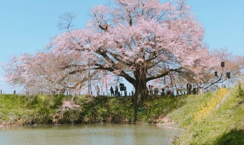 久留米市 浅井の一本桜 樹齢約100年 地元に愛され守られるヤマザクラを見てきた
