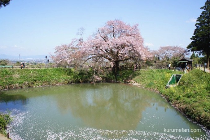 久留米市山本町 浅井の一本桜