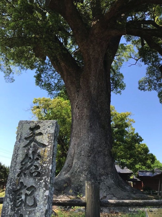 黒木町 樹齢800余年の津江神社の樟