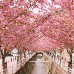 久留米市 池町川沿いの八重桜が満開！八重桜のアーチにうっとり！